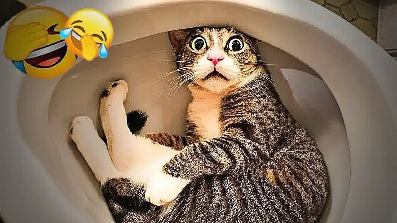 New Funny Animals 🐧 - Funniest CATS And DOGS 😺🐶 2024 - Part 28