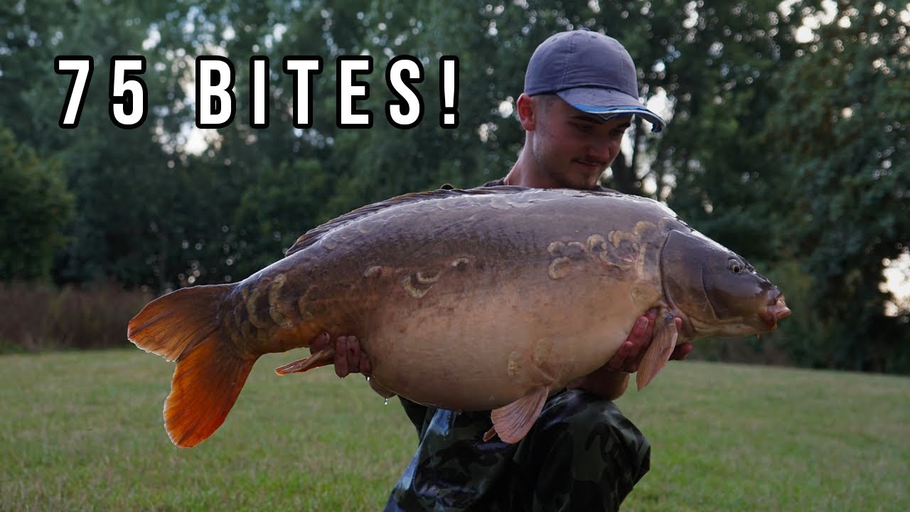 Linear Fisheries B2 Carnage  - BIG CARP