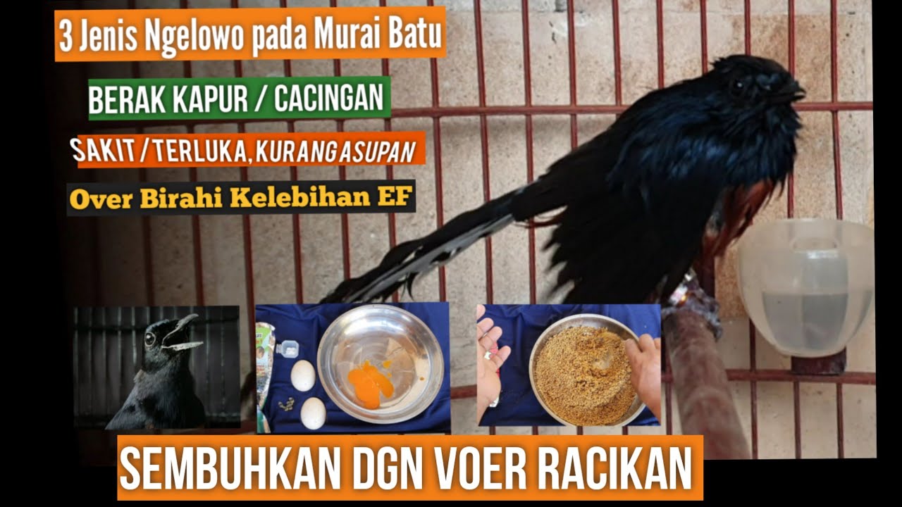 VOER TELOR  DI SANGRAI  Racikan BERAK KAPUR &JENIS NGELOWO  PADA MURAI BATU,NGEMBUNG, Sembuh total