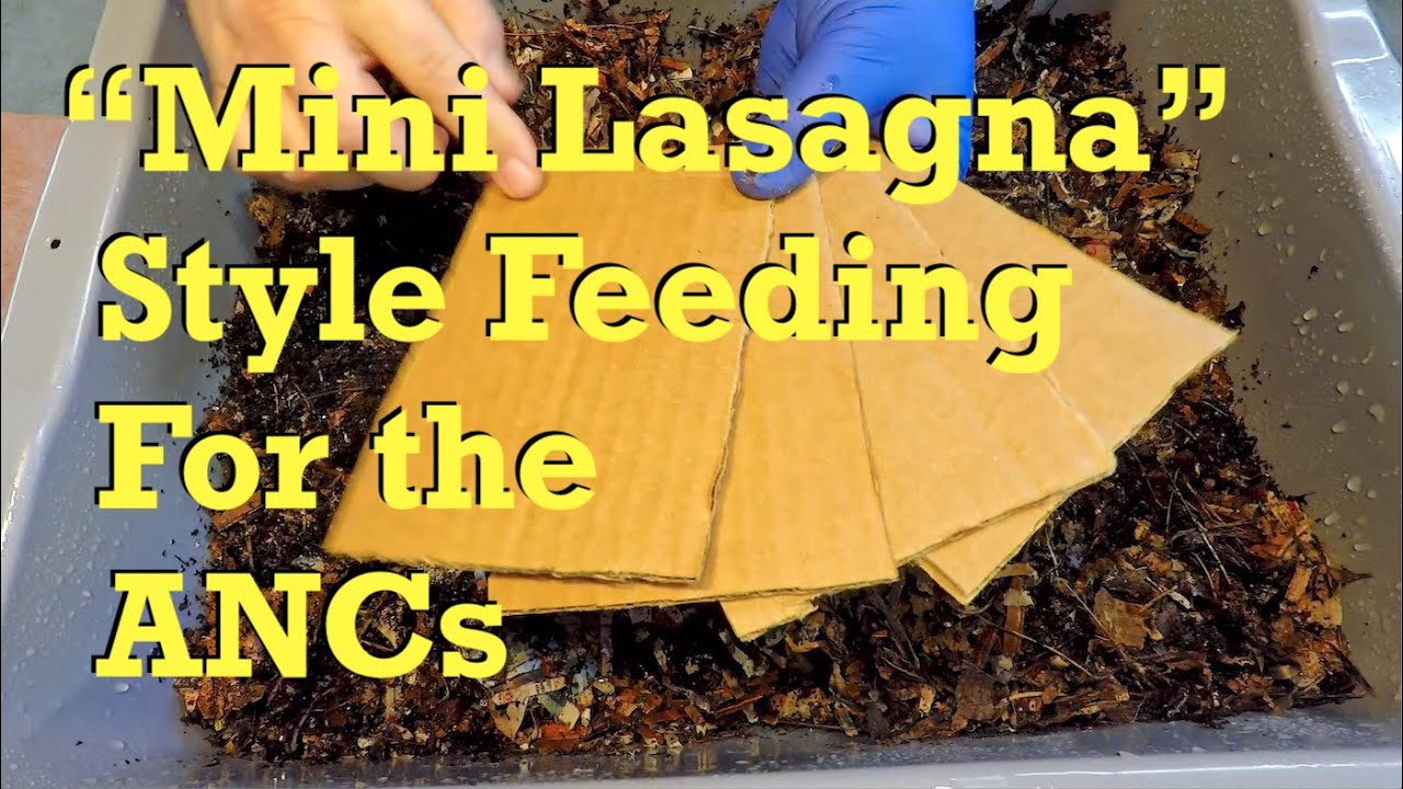 African nightcrawler worm bin & cocoon nursery at day 17 - vermicompost