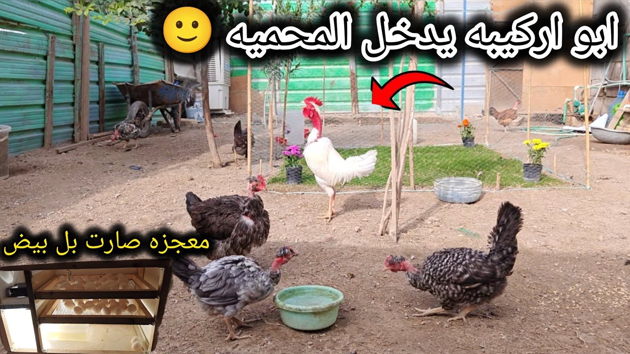 جبتلكم ديج 🐓+دجاجات فحصت بيض 🥚الفقاسه 😱 طلعت الدجاجات🐔