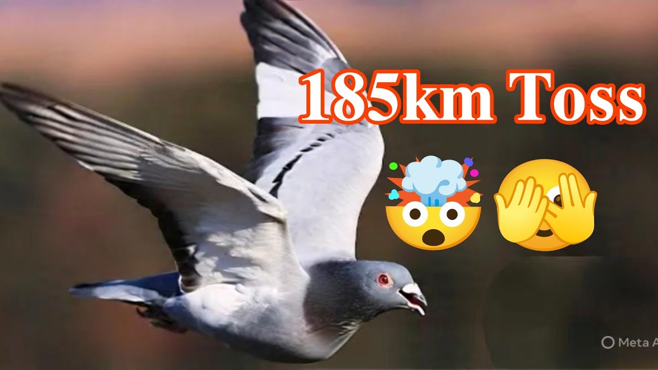 185km toss 🤯🫣 #pigeonracing #racingpigeonloft 