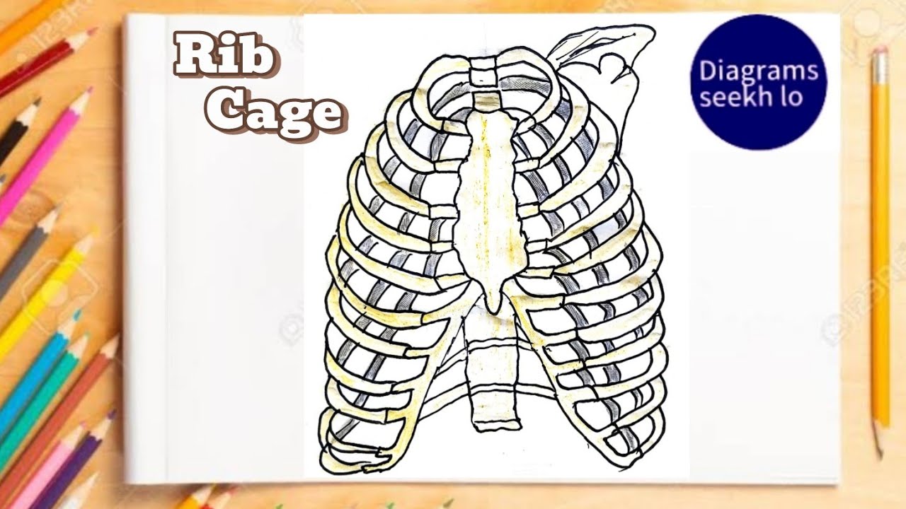 How to draw Human ribcage diagram easily |Ribcage labelled diagram drawing