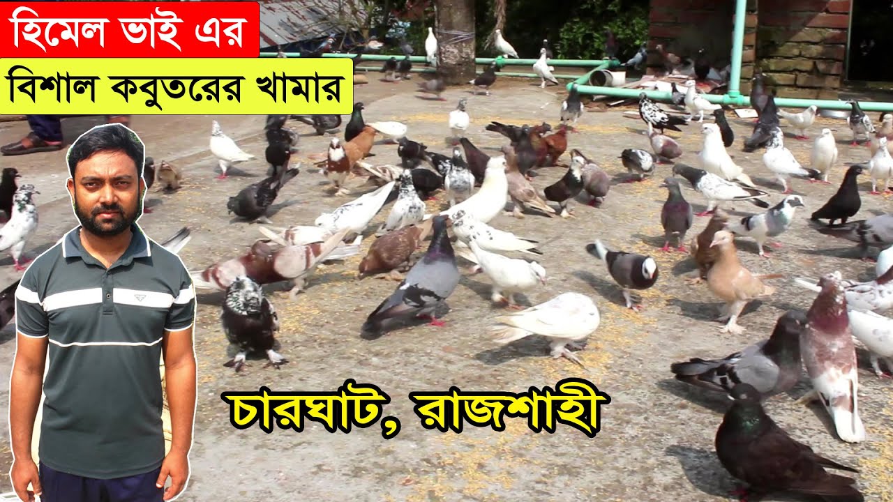 বাড়ির ছাদে বিশাল একটি গিরিবাজ কবুতরের খামার গড়েছেন রাজশাহী চারঘাটের হিমেল ভাই | BD Pigeon Farm