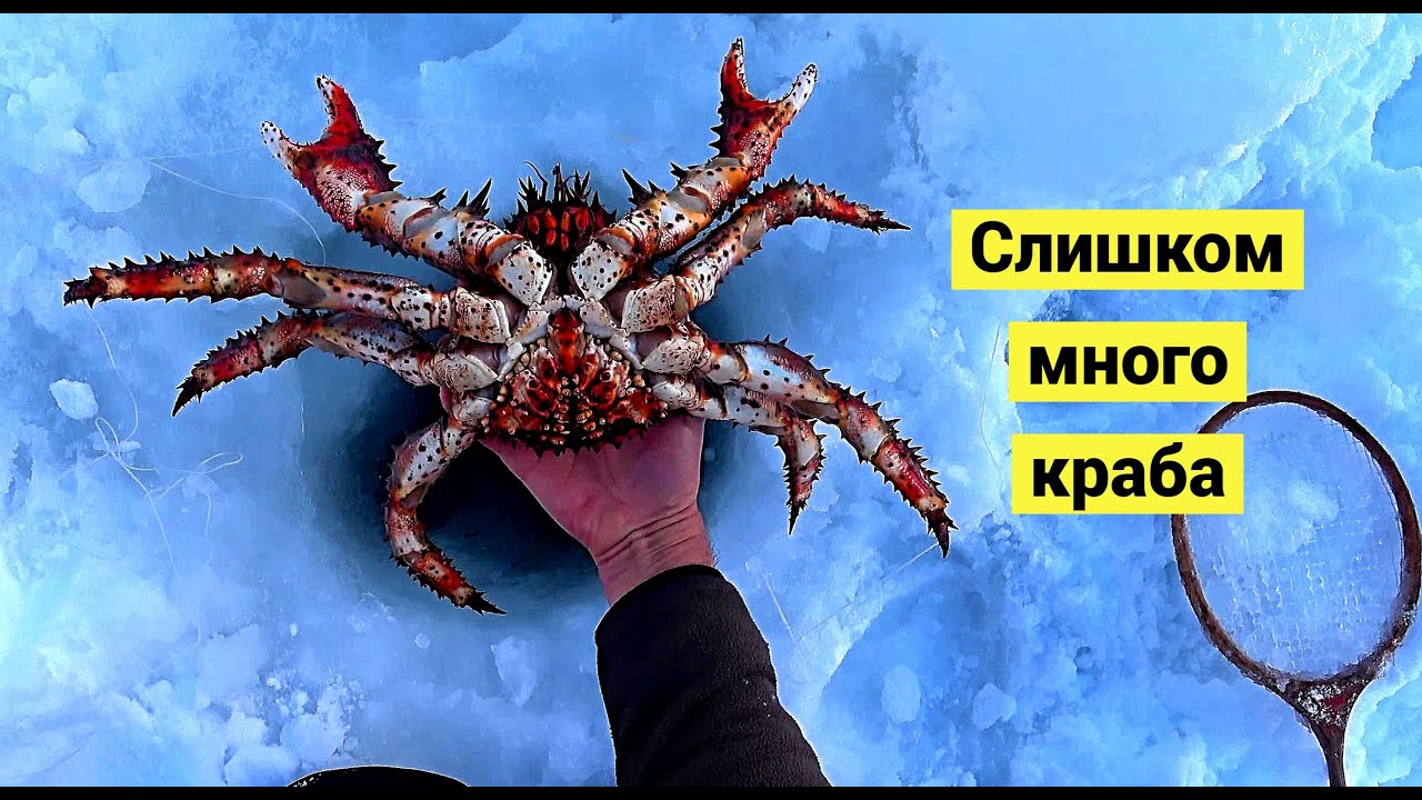 Крабы ловятся по два сразу! 🦀🦀Лучшая крабалка сезона