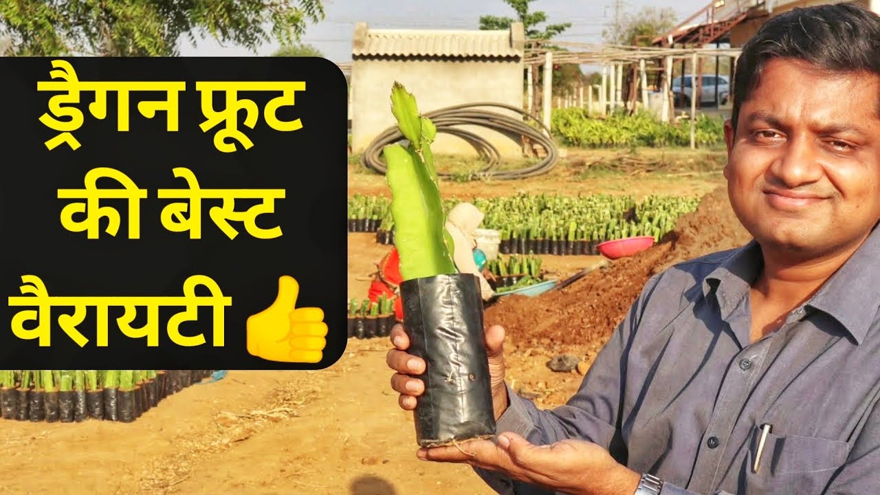 Best Dragon Fruit Variety in India By Dr Srinivas From Deccan Exotics Hyderabad