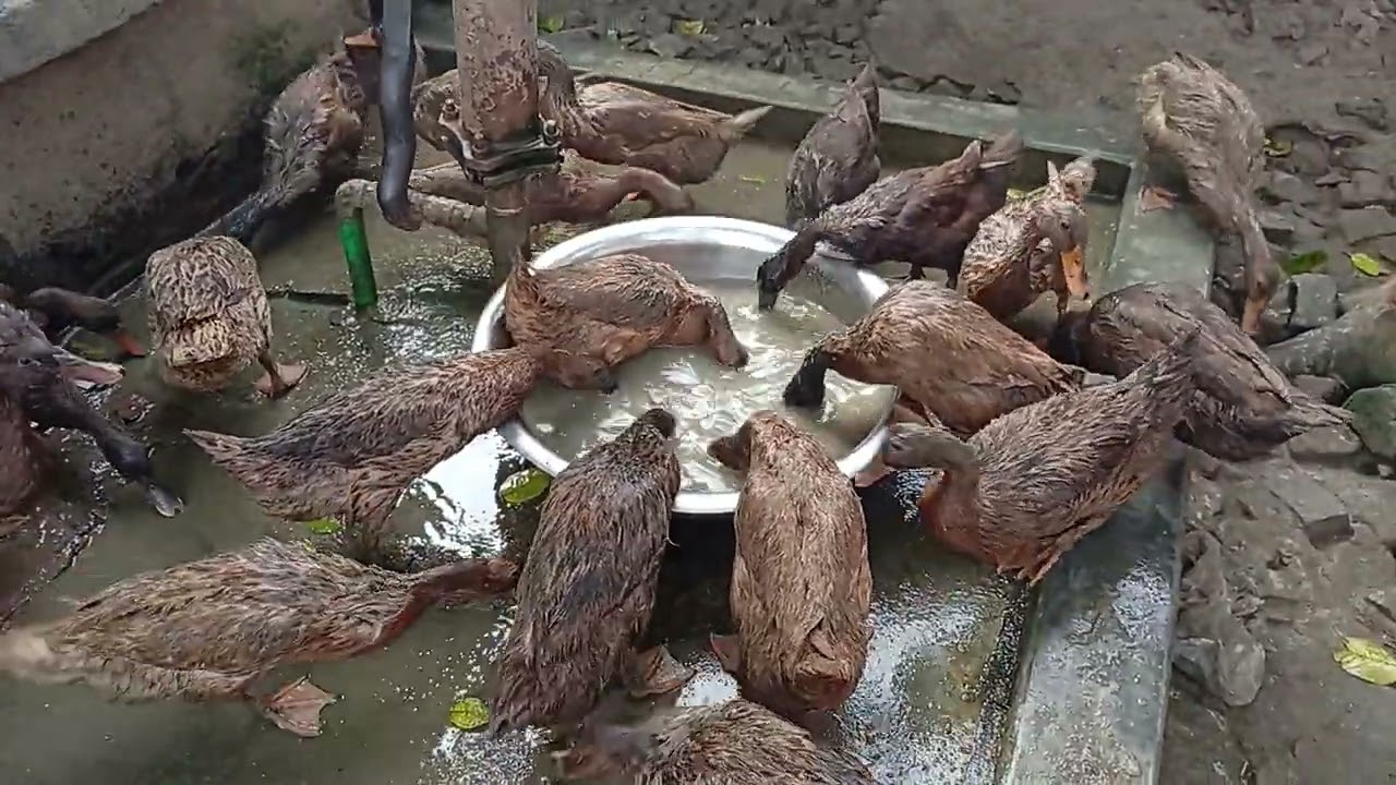 হাঁস পালনের পদ্ধতি, খাকি কেম্বেল হাঁসের খামার,হাঁসের কৃমির ওষুধ, হাসের চুনা পায়খানা, duck Farm #duck