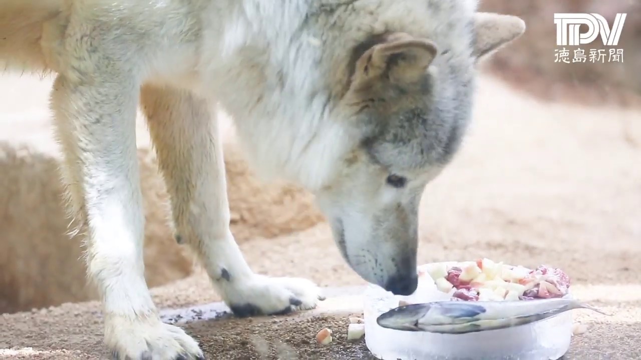 【おうちDeとくしま動物園】第14回 シンリンオオカミのユウキ