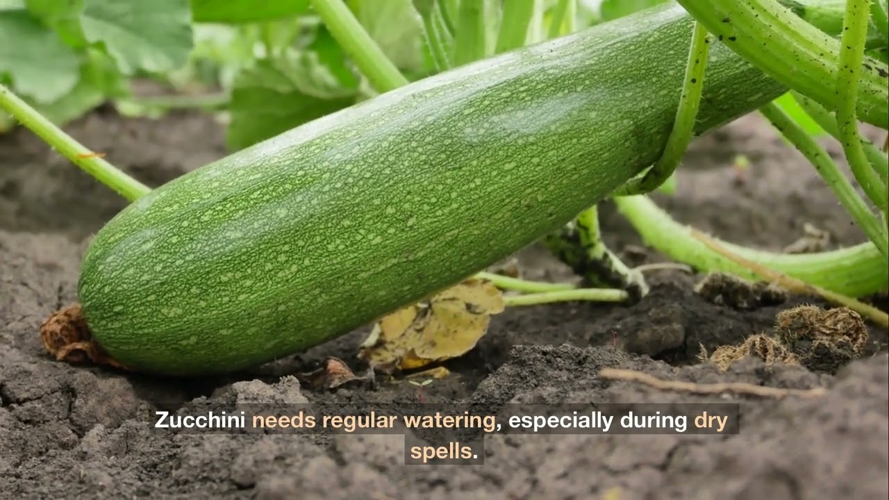 The Ultimate Guide to Growing Zucchini