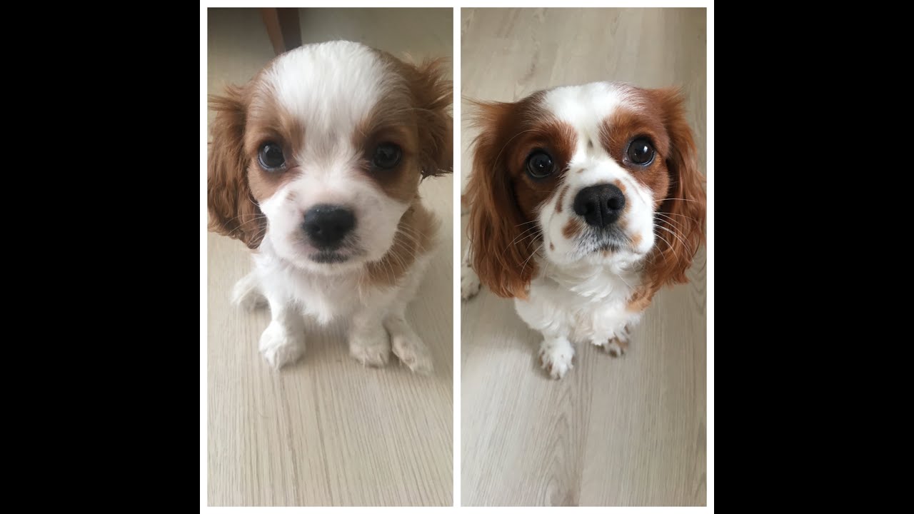 Köpeğimim 3.5 Yıllık Büyüme Süreci | My Cavalier King Charles Growing Up !
