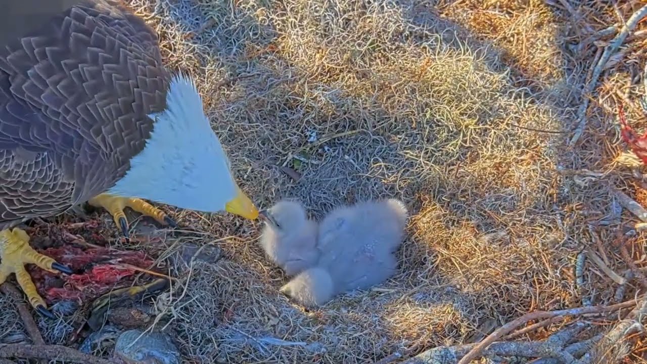 #baldeagle S03#P21 Review birds in nest with nature #birdslovers #birdsounds #birdsnest
