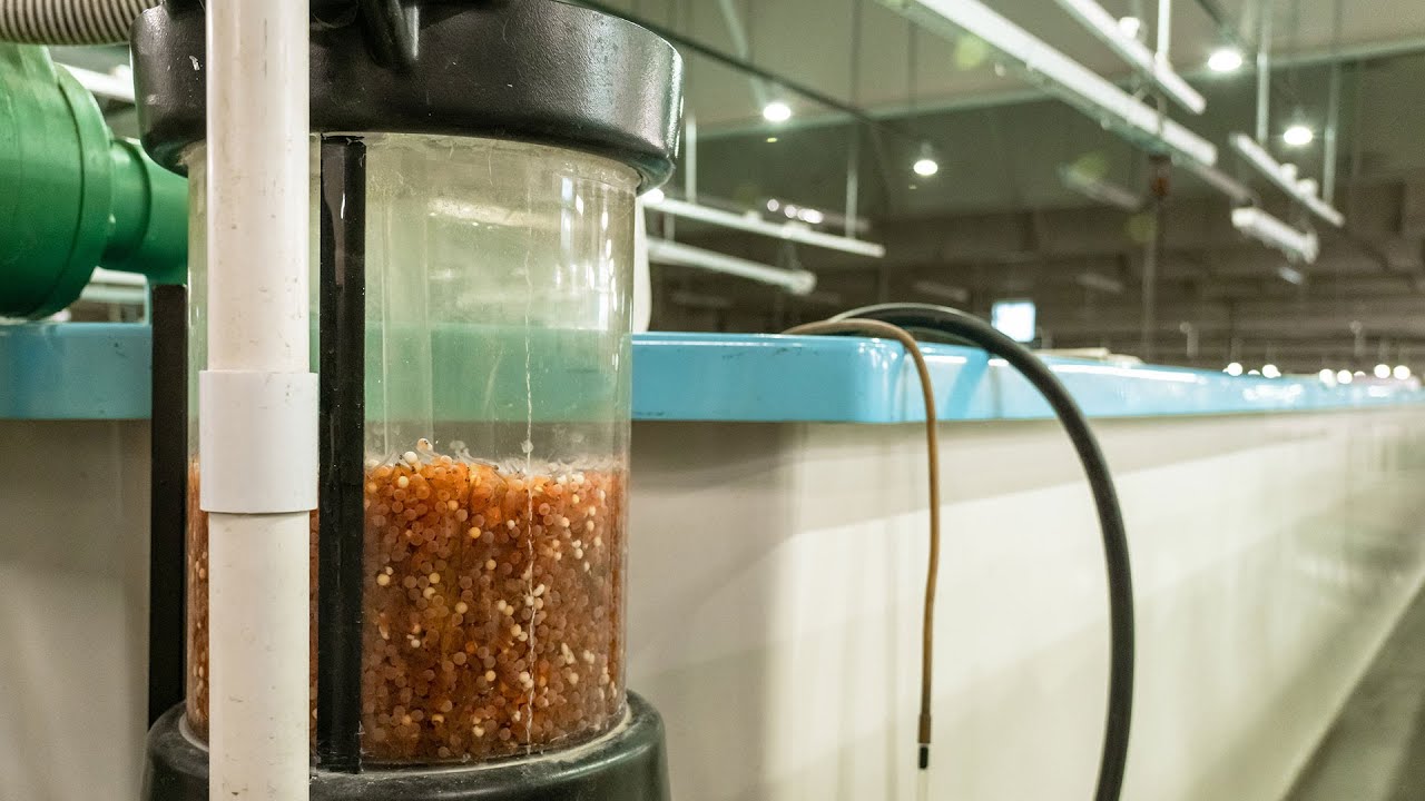 Salmon Spawning on Lake Sakakawea - NDGF - 10-23-2023