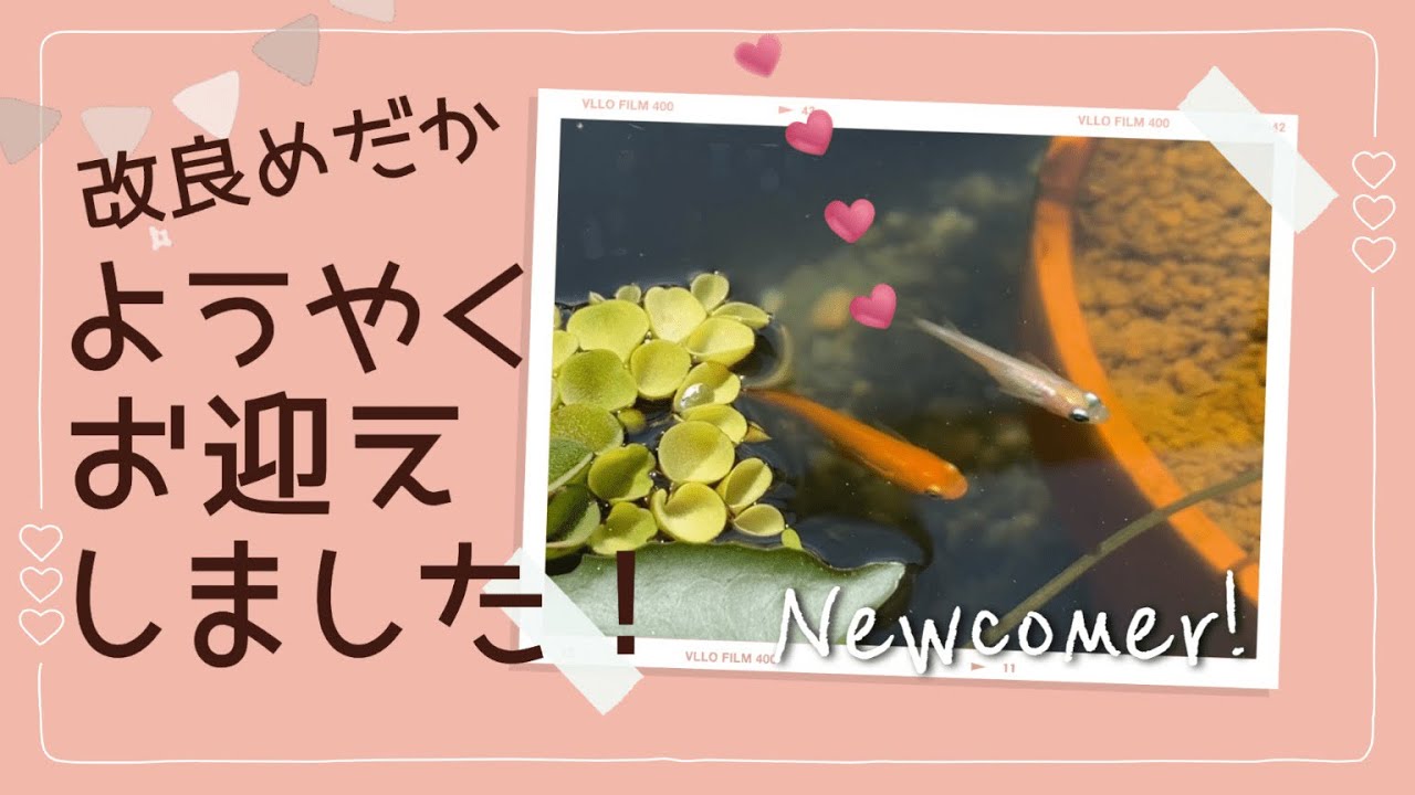 【めだか】念願の改良めだかは初心者王道の楊貴妃&琥珀ラメちゃん