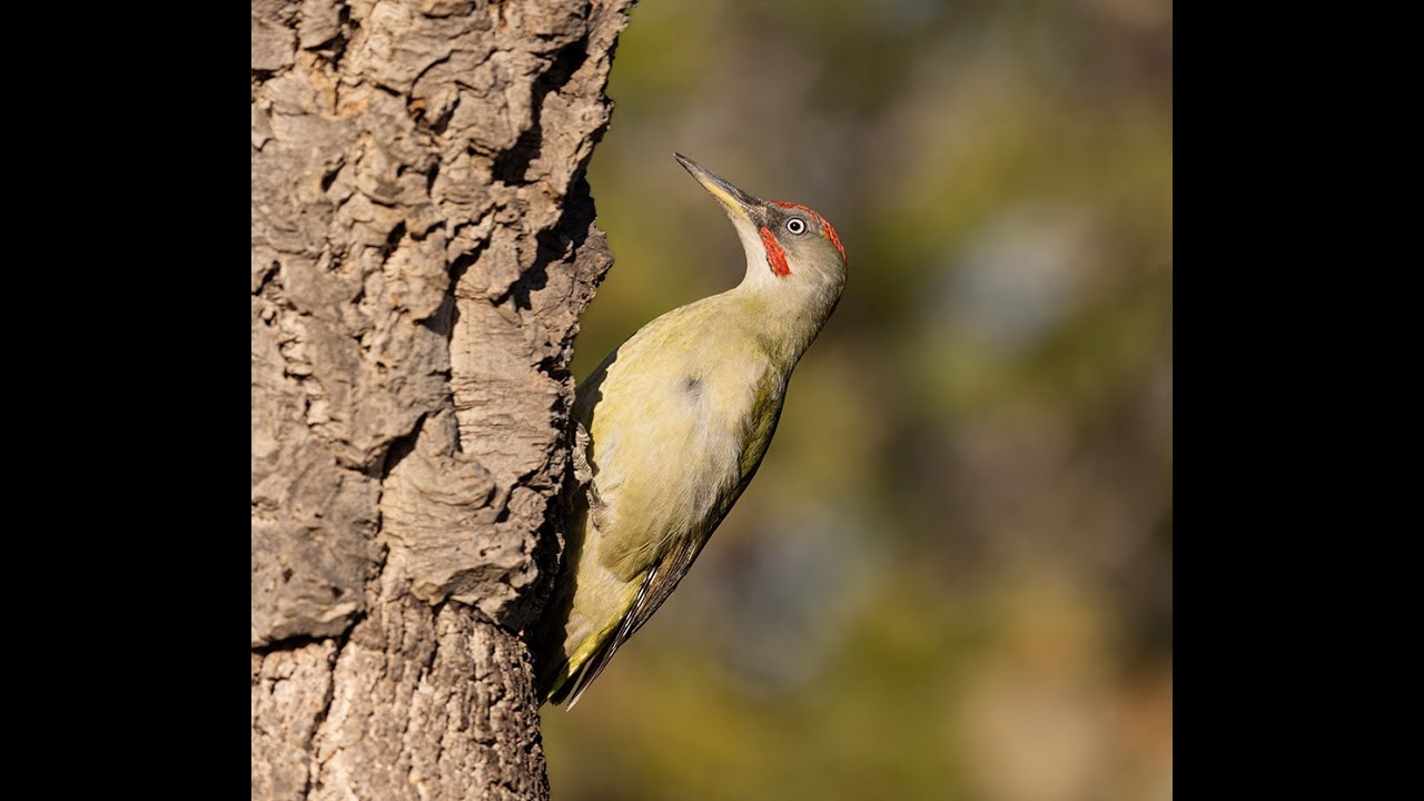 The beautiful Iberian green woodpecker