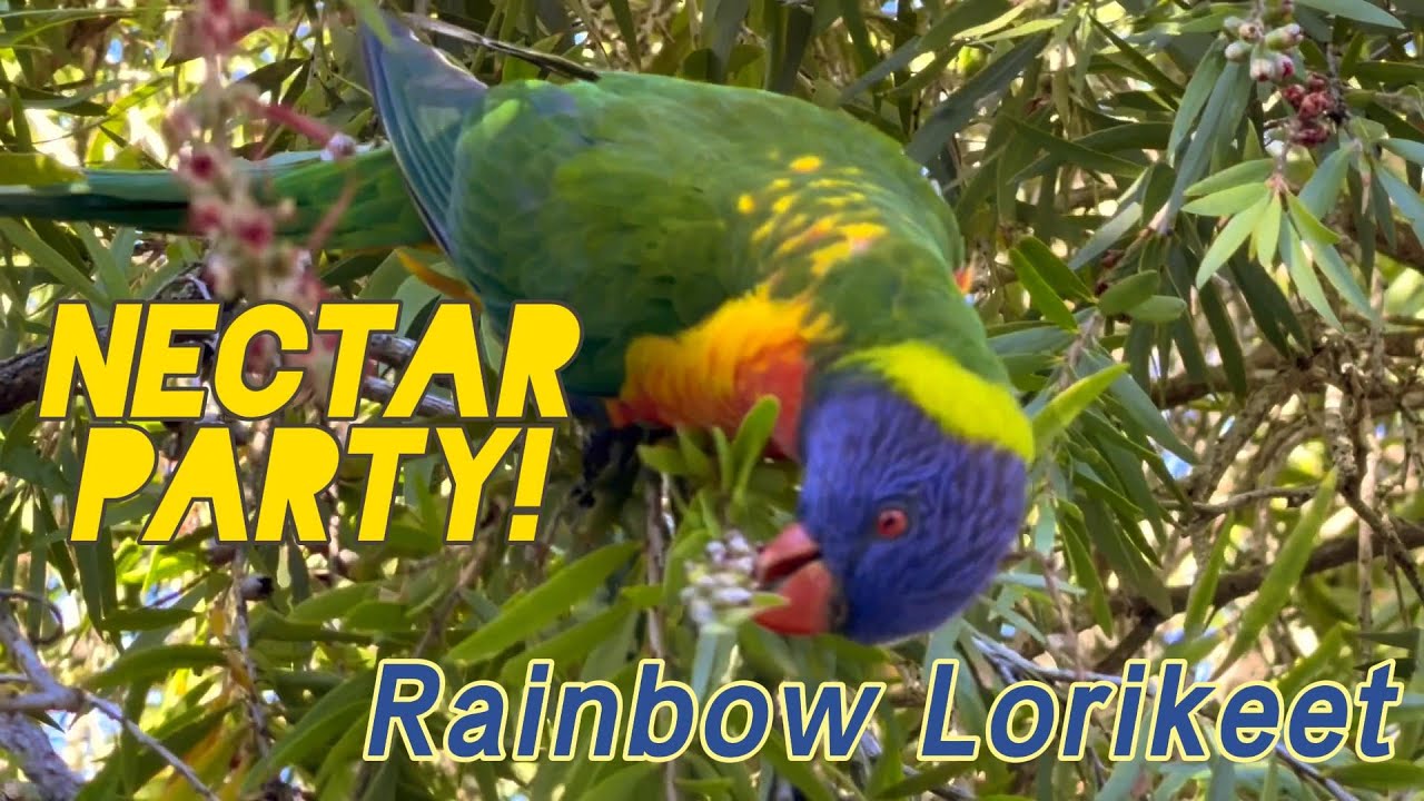 Rainbow Lorikeet Feeding on Banksia & Bottlebrush Nectar 🌈 Close-up Nature Sounds 直擊彩虹鸚鵡刷子舌頭狂吸花蜜