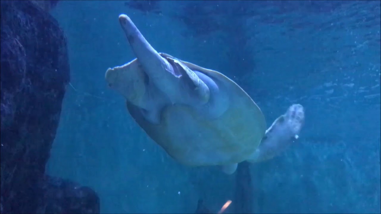 SEA LIFE Scheveningen - Impressie