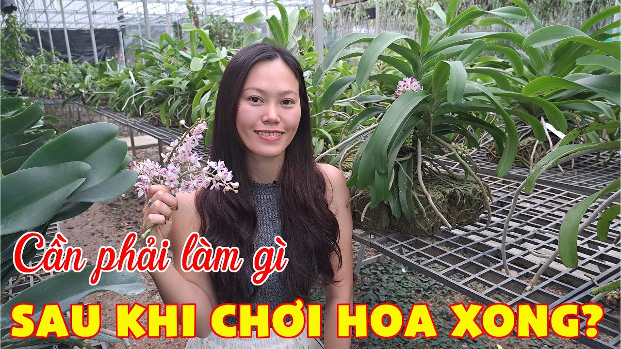 CHĂM S&Oacute;C C&Acirc;Y SAU KỲ HOA NỞ / Hoa Lan 4U