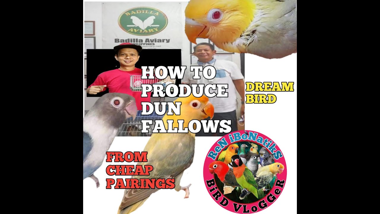 HOW TO PRODUCE DUN FALLOW AFRICAN LOVEBIRDS FROM CHEAP PAIRINGS