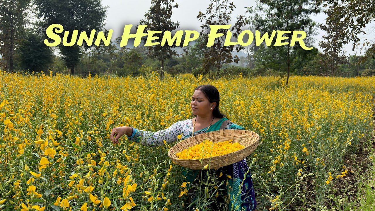 Sunn Hemp Flower Hidden Recipe | सन के फूल की विलुप्त रेसिपी |