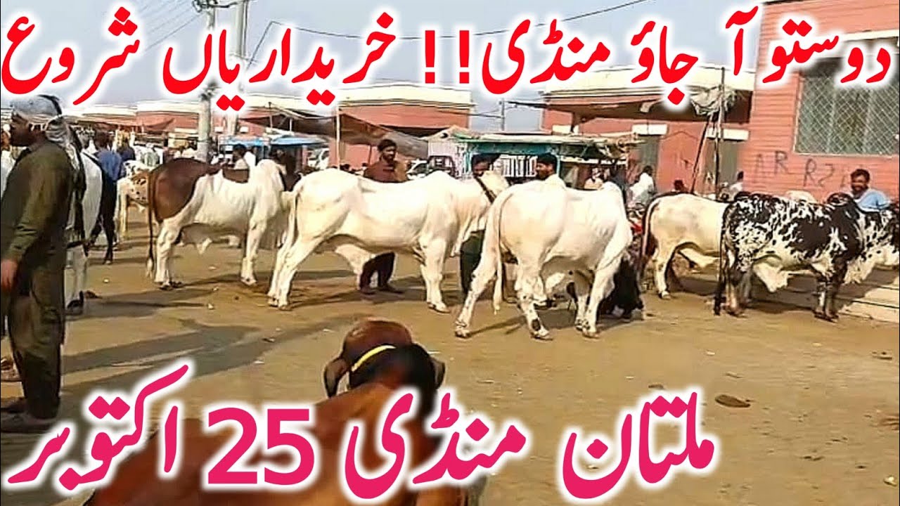 Fresh Rates Of Sahiwal Cholistani Brahmin Bachre In Multan Cow Mandi || Global Village Farming