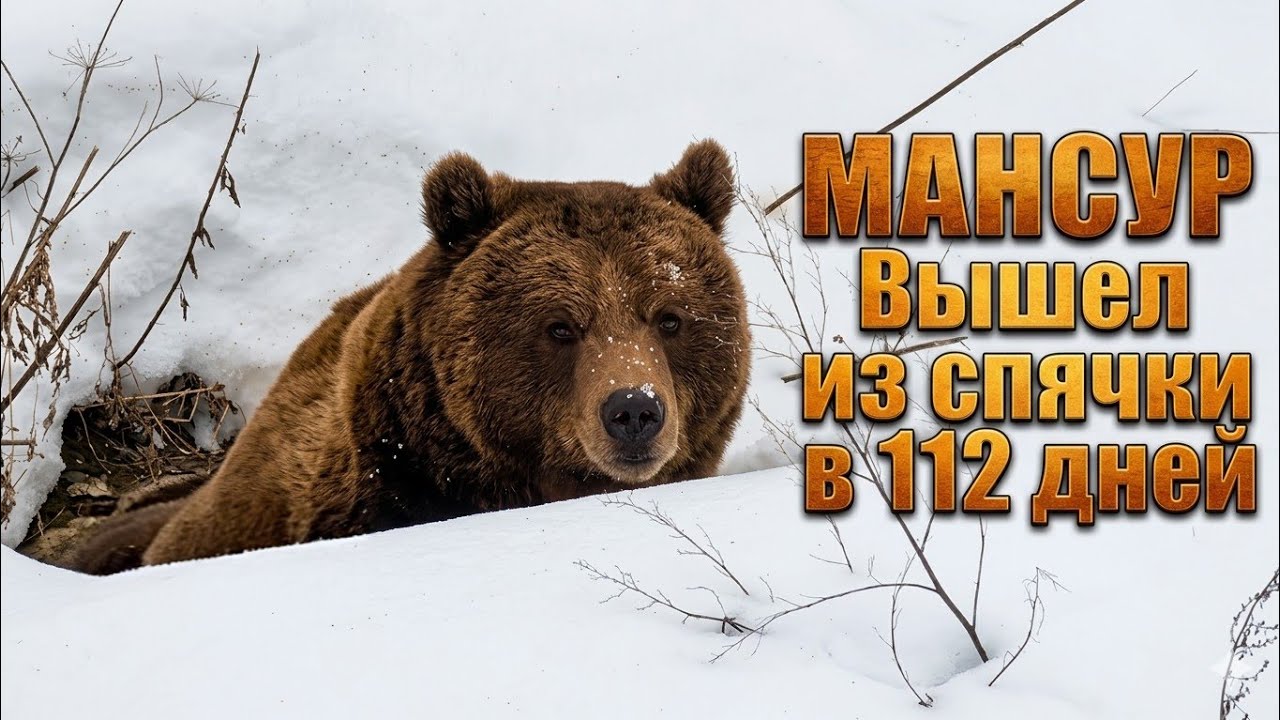 Мансур вышел из спячки 🫶🐻 Mansur came out of hibernation_9/3/26