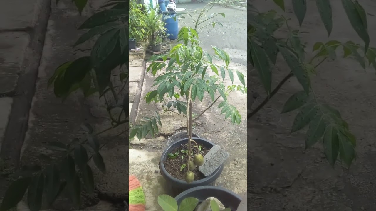 Kedondong Mini Berbuah