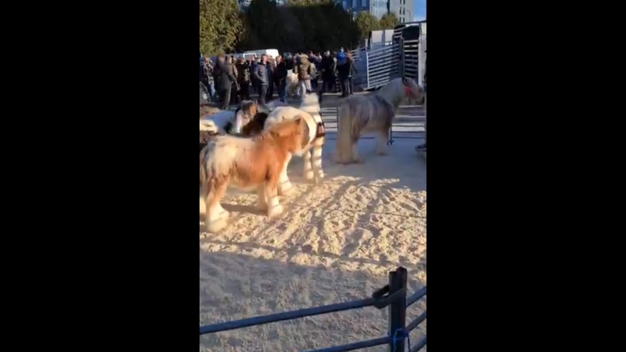 Travellers At Peterborough Horse Fair