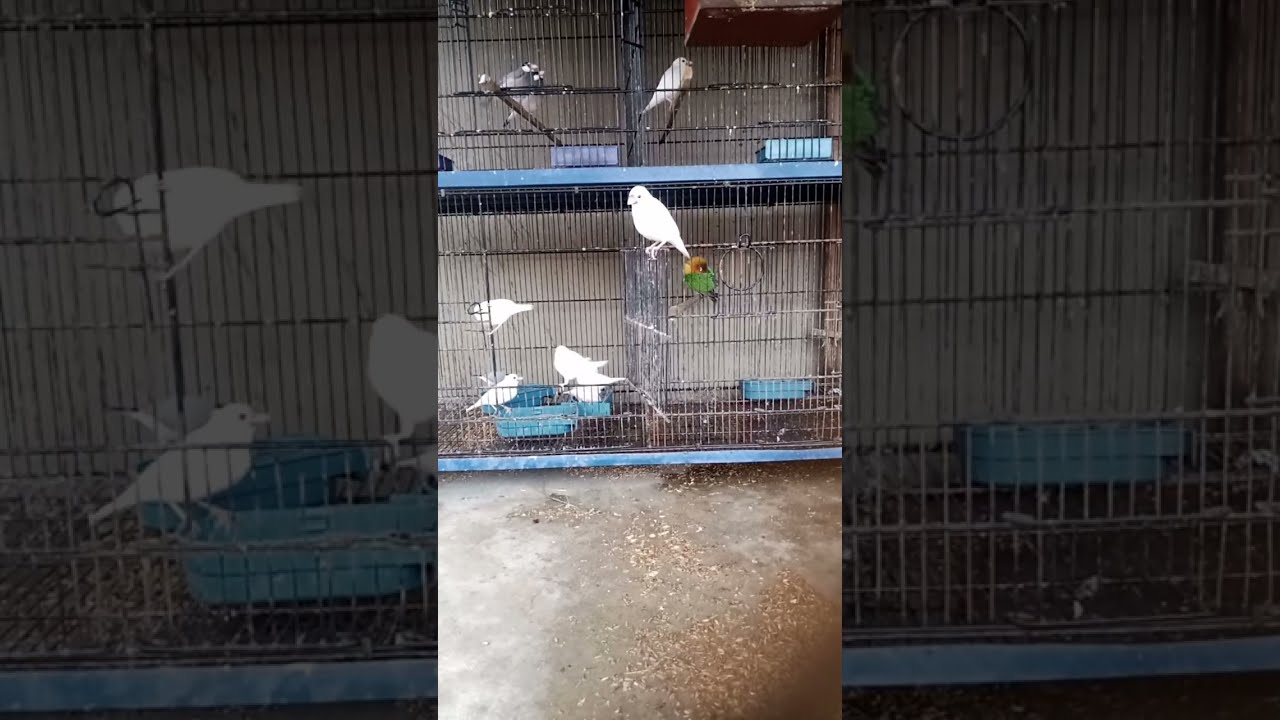 Daily live stream with white java sparrow  / my pets video watch like comment share  and feedback
