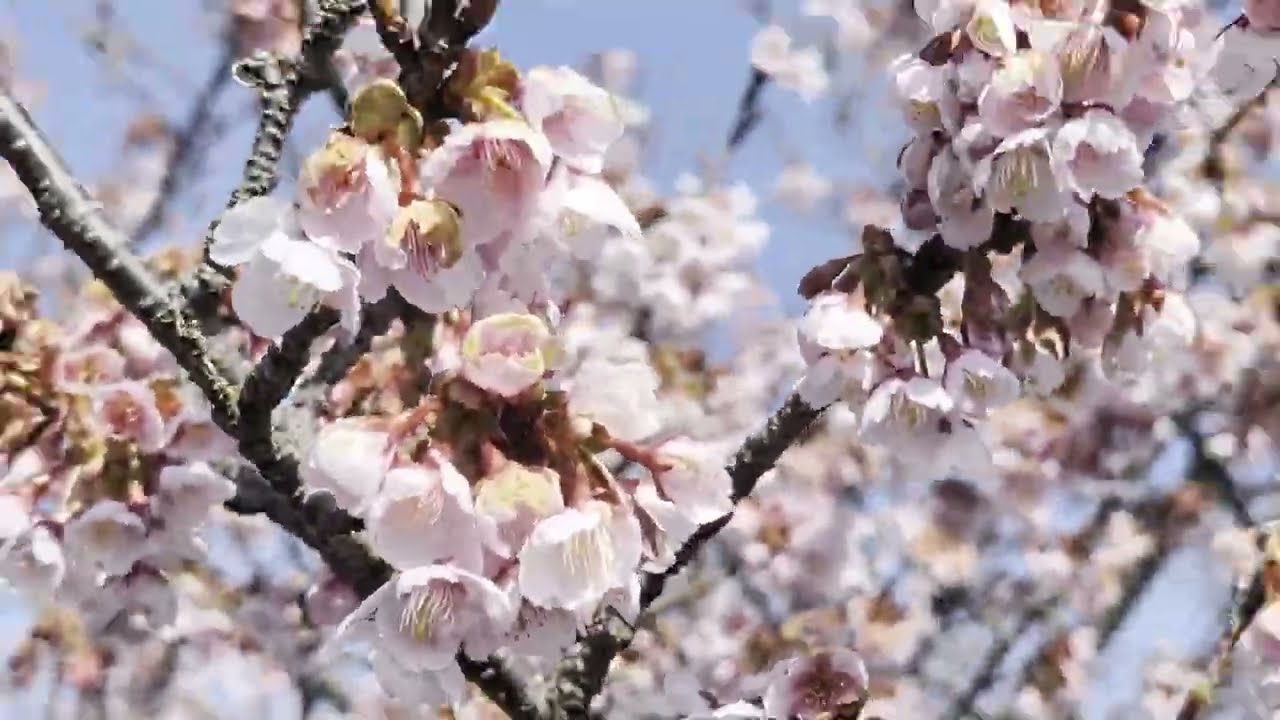 【河津桜　羽根谷だんだん公園】　岐阜県海津市（かいづし）　2026年2月18日（水）　Gifu-Japan