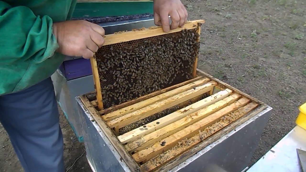 185.Extinderea cuiburilor.