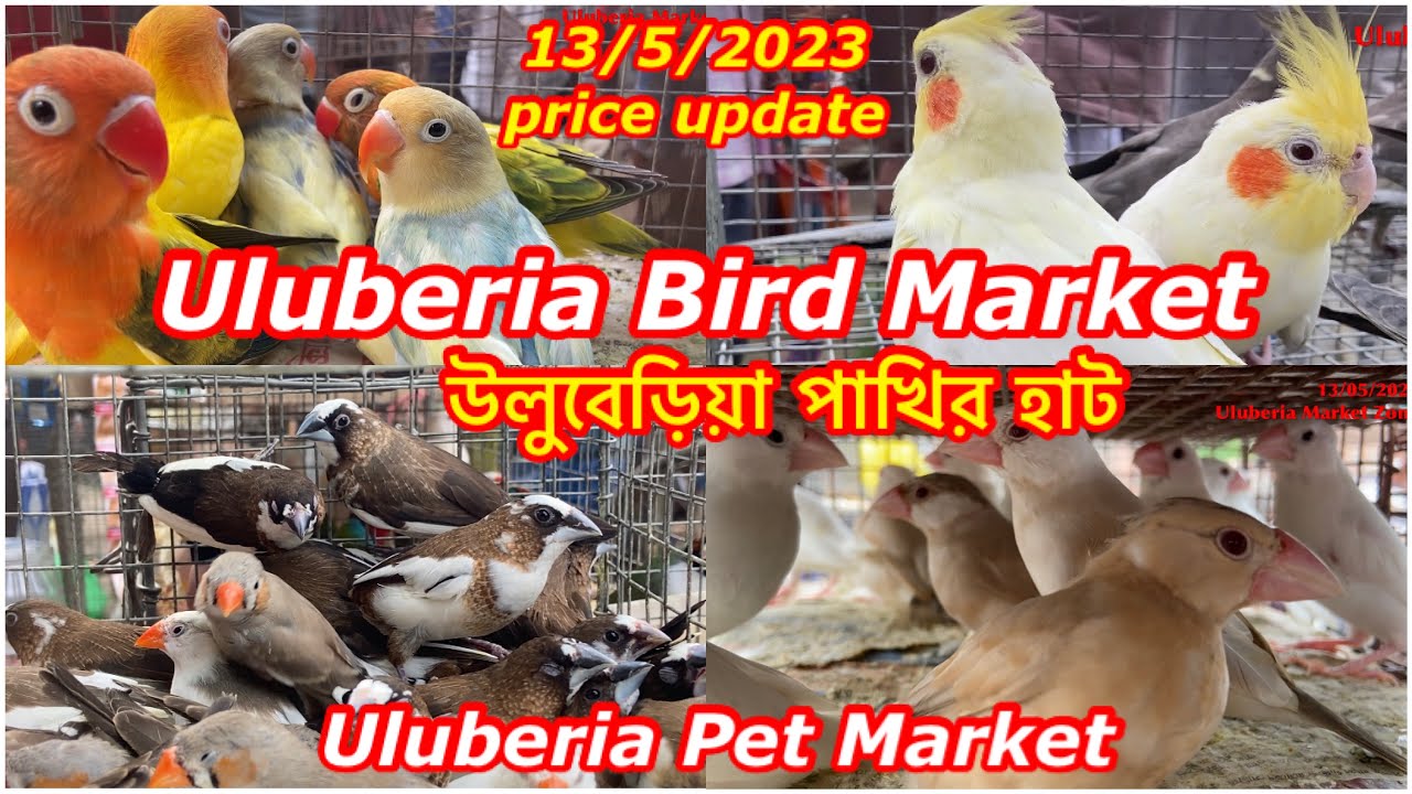 Uluberia pet market,Uluberia Birds market,13/5/23 update price #uluberia #cheapestprice