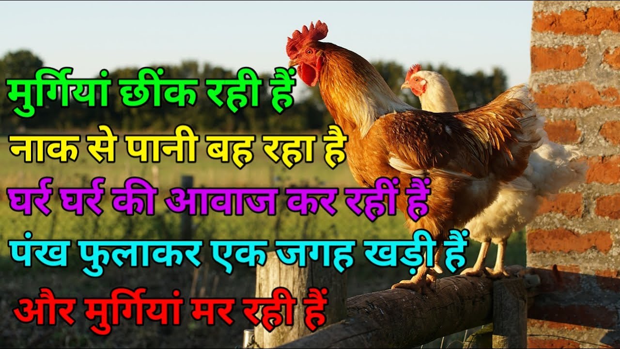 मुर्गियों की सर्दी कैसे सही करें | मुर्गियों की सर्दी और बुखार का इलाज | murgi Pankh fulakar baithi
