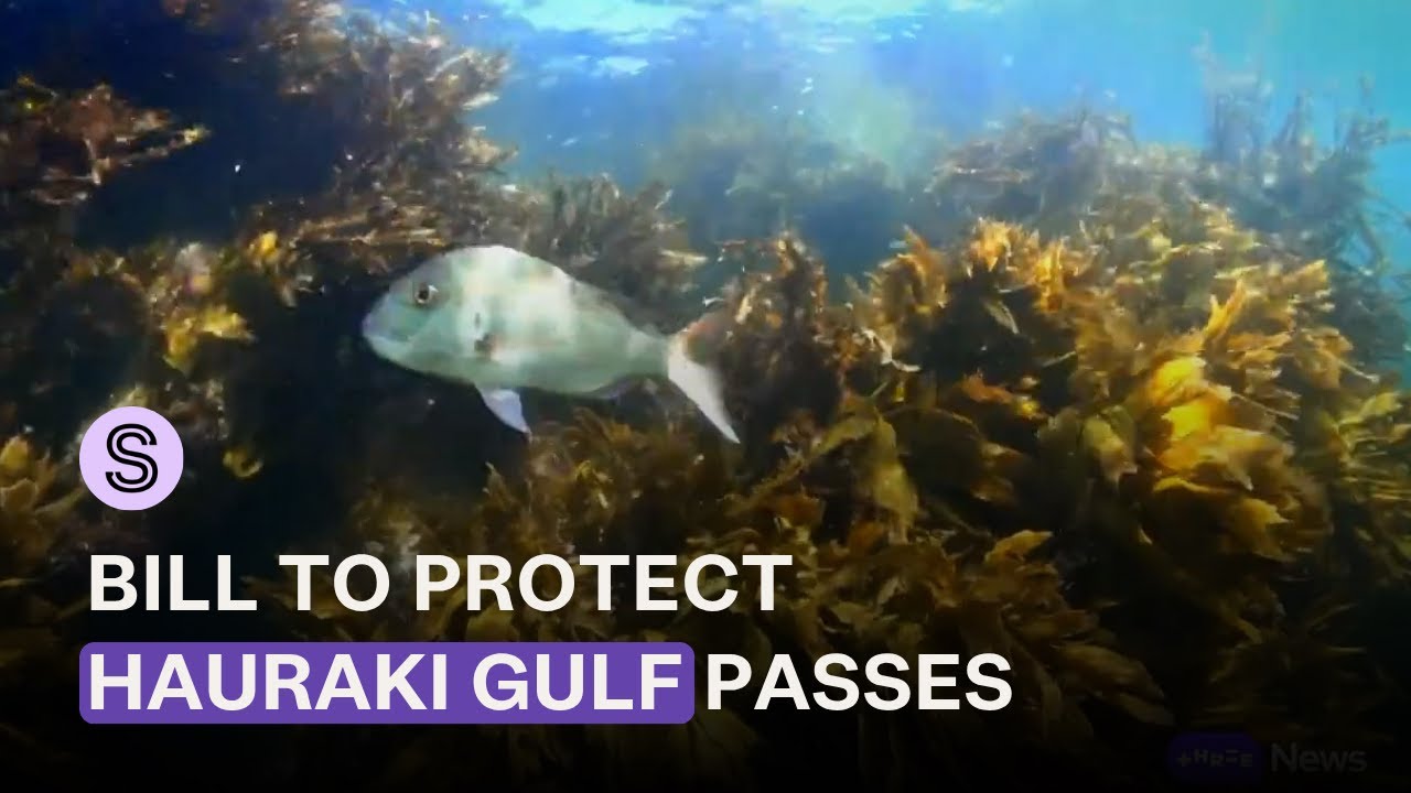 Protections to be boosted in Hauraki Gulf - but some say it&rsquo;s &lsquo;not completely a win&rsquo; | Stuff.co.nz