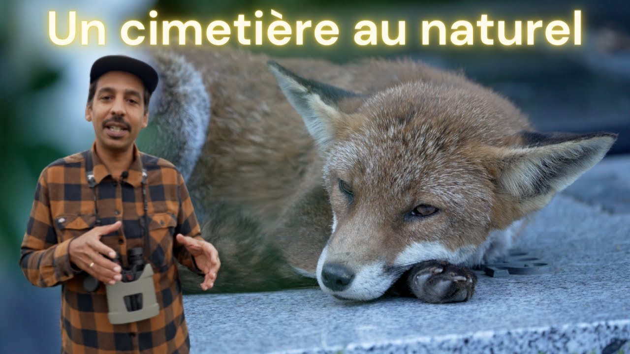LE CIMETIERE, UN NOUVEAU SPOT POUR LA BIODIVERSITE ?
