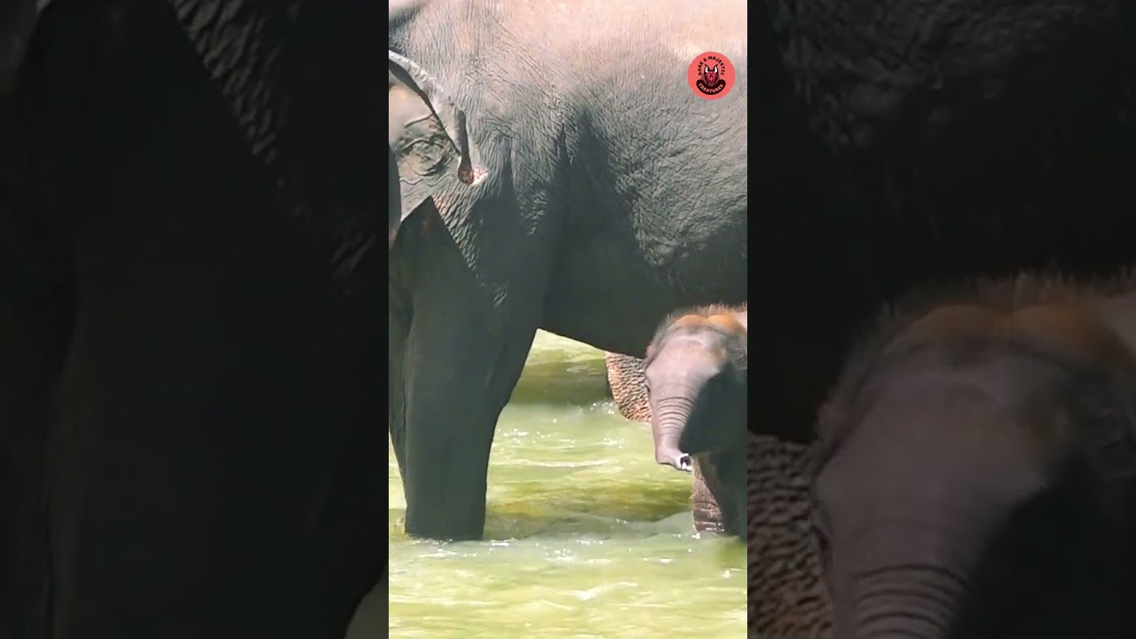 Group Protects Baby Elephant