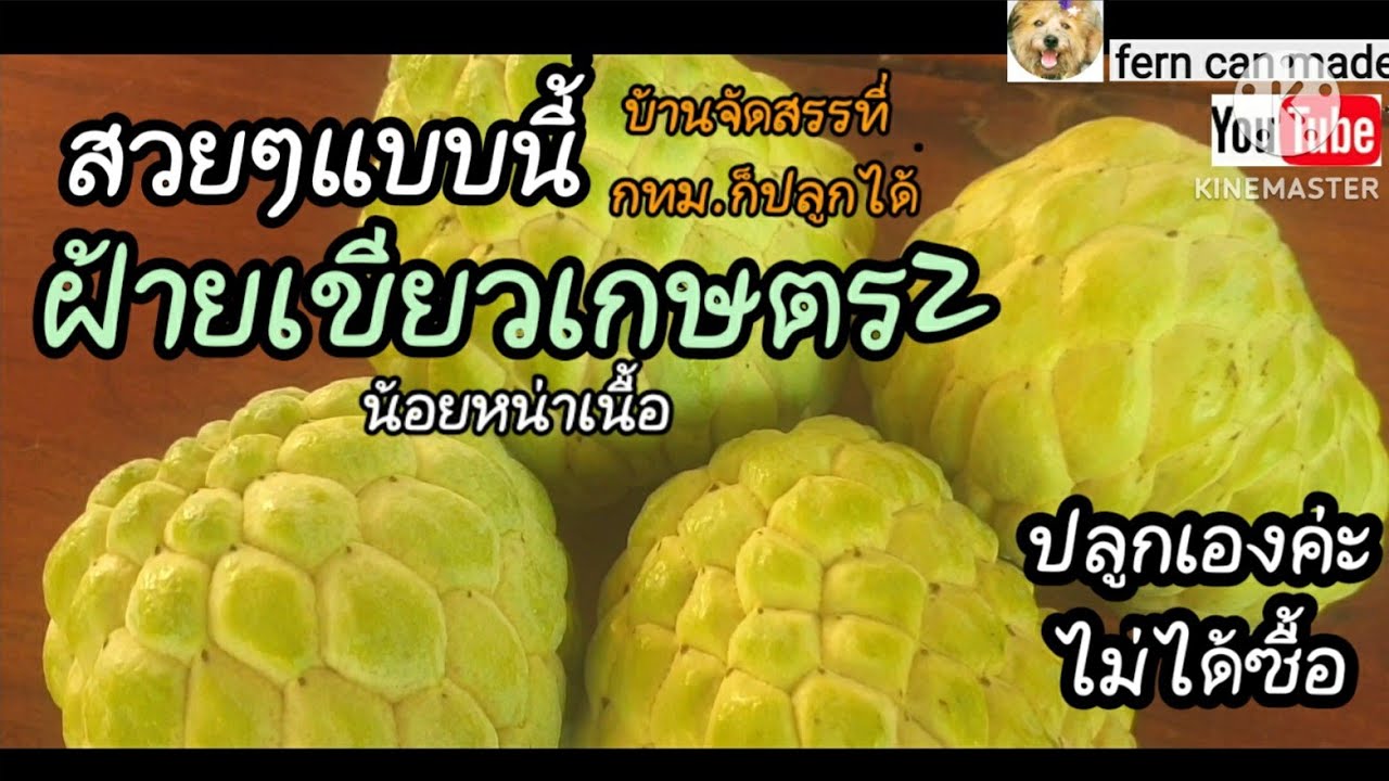 น้อยหน่าเนื้อ พันธุ์ 