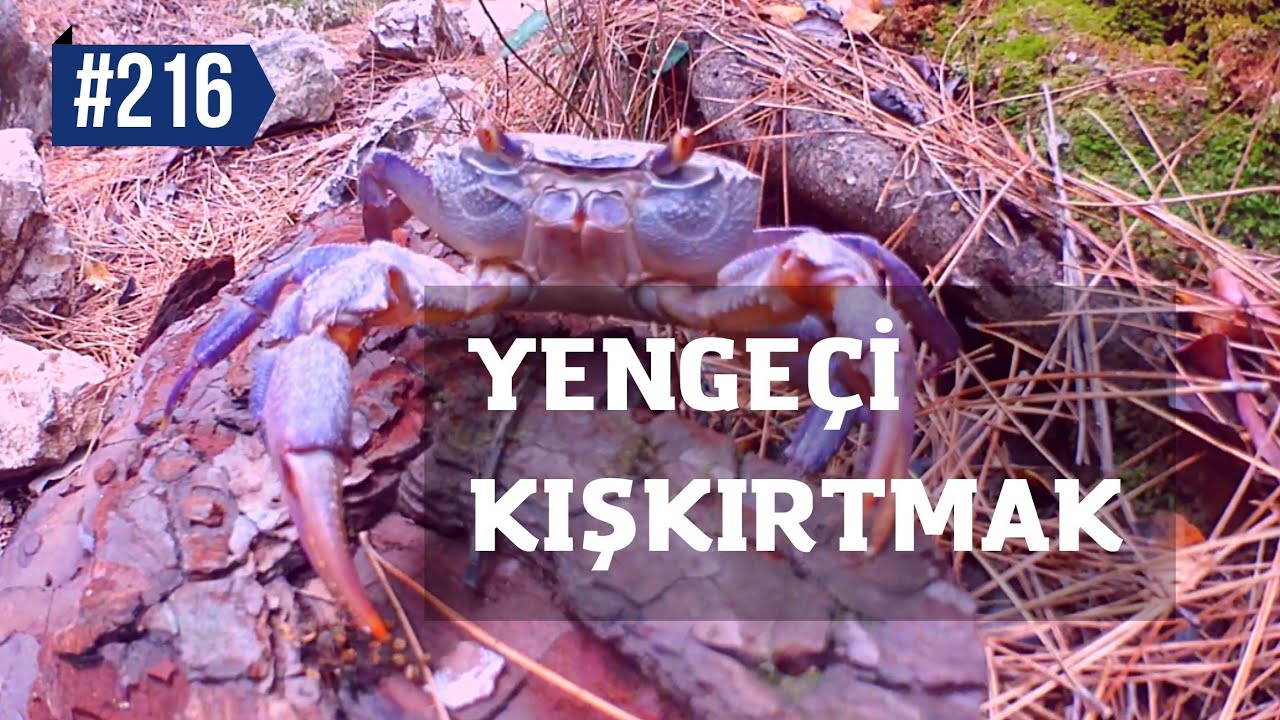 LİKYA YOLU BÖLÜM:8 | Yolda Pusu Kurmuş Bir Yengeç|#216 #likyayolu #81il81fidan