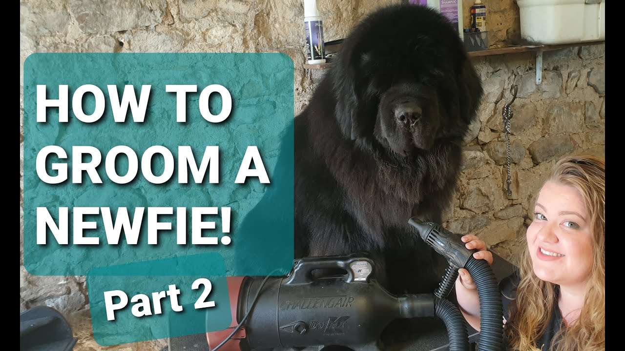 NEWFOUNDLAND DOG GROOMING // How to groom your Newfie Part 2