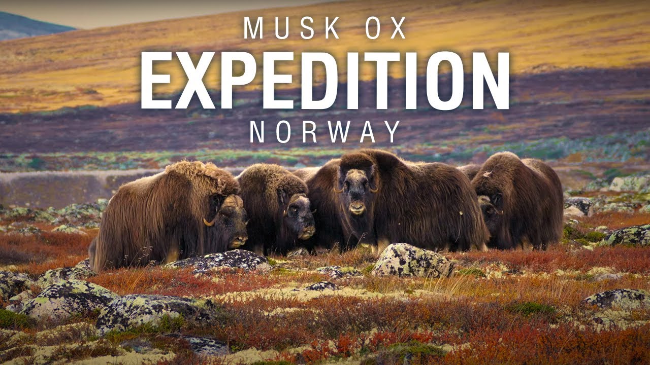 Musk Ox Adventure in Norway’s Dovrefjell – Encountering the Last Ice Age Giants