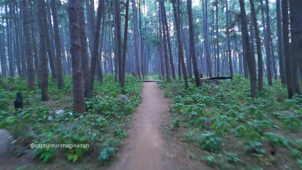 Daringbadi || Daringbadi pine forest/picnic spot
