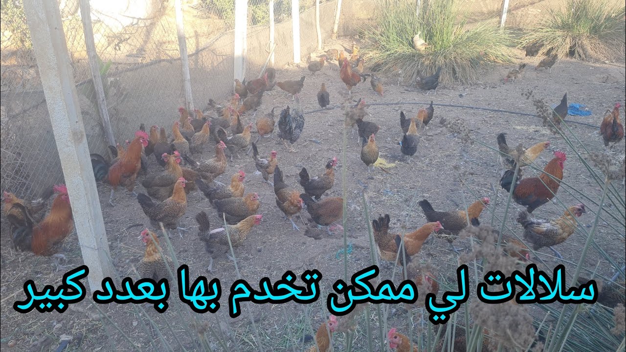 الفيومي ممكن تربي منو حتي 10الاف متخافش/ حجم البيض ممتاز / بيض الاستهلاك 