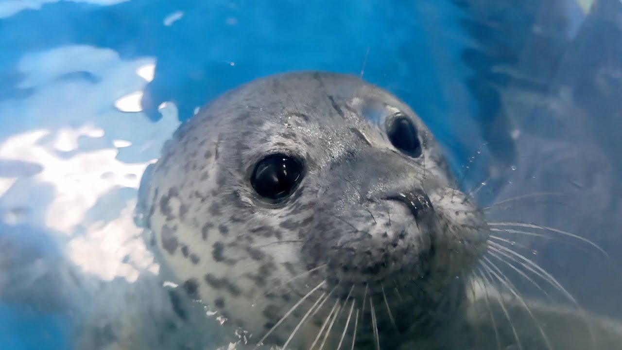 新江ノ島水族館のココ仔ちゃん