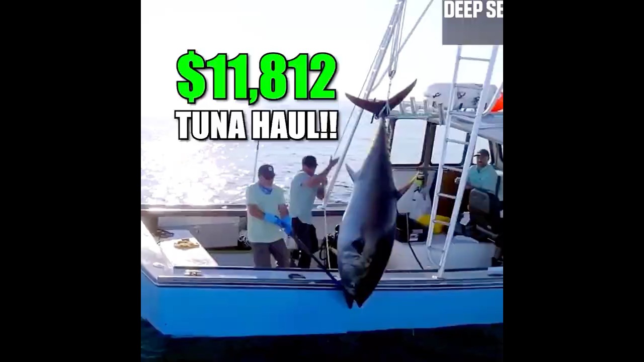 $11,812 Tuna Haul! Tyler Outsmarts the Fleet with Aerial Tactics!