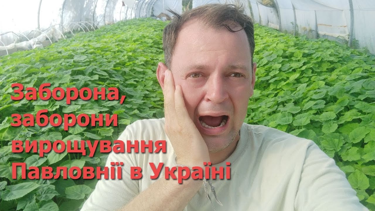 Заборона заборони вирощування павловнії в Україні