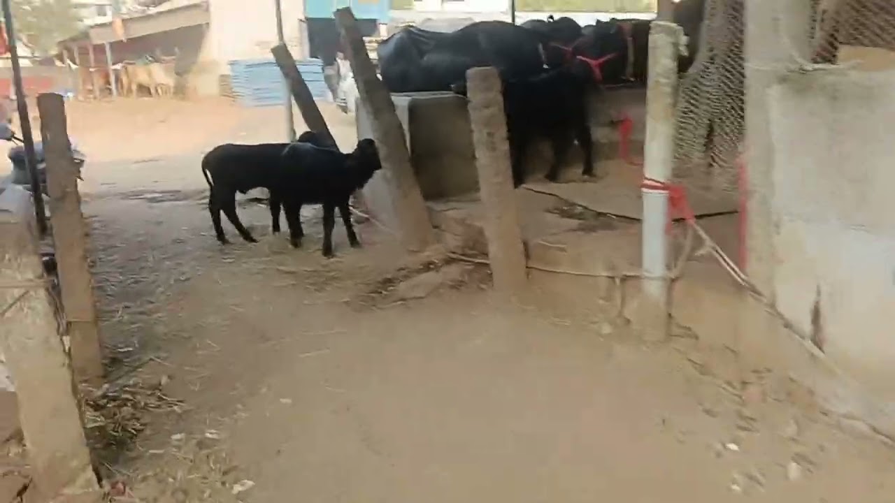 Chinthalakunta buffalo market || Hyderabad ||  chinthalakunta 