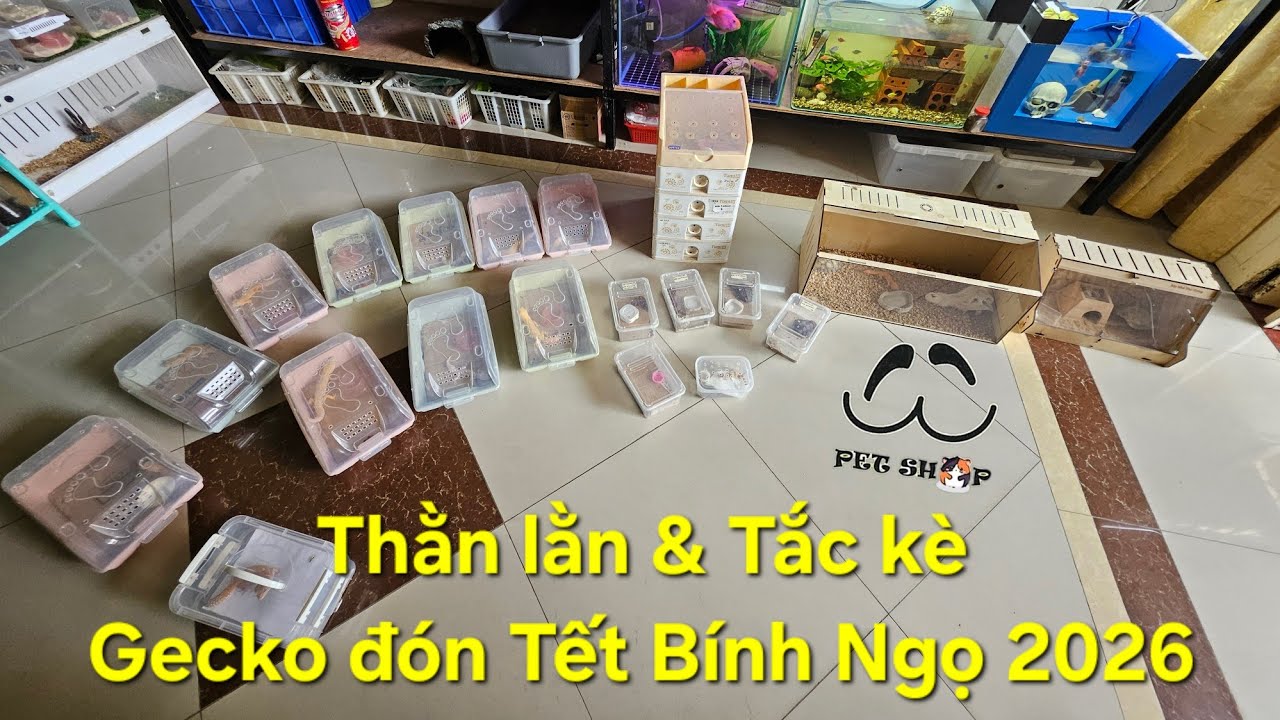 Pet Tết Bính Ngọ 2026 | Tập 6: Thằn lằn & Tắc Kè - GECKO [Ú Ù PETSHOP] 