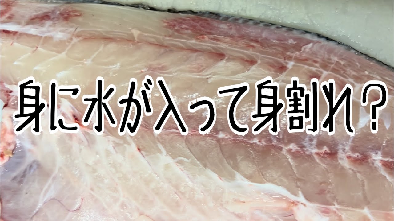 身に水が入って身割れ？編 vol.500