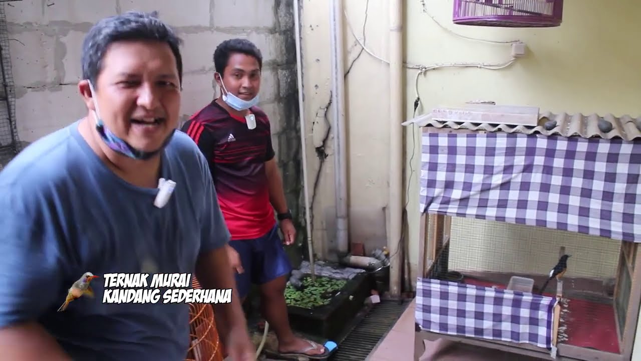 TERNAK MURAI BATU KANDANG SEDERHANA