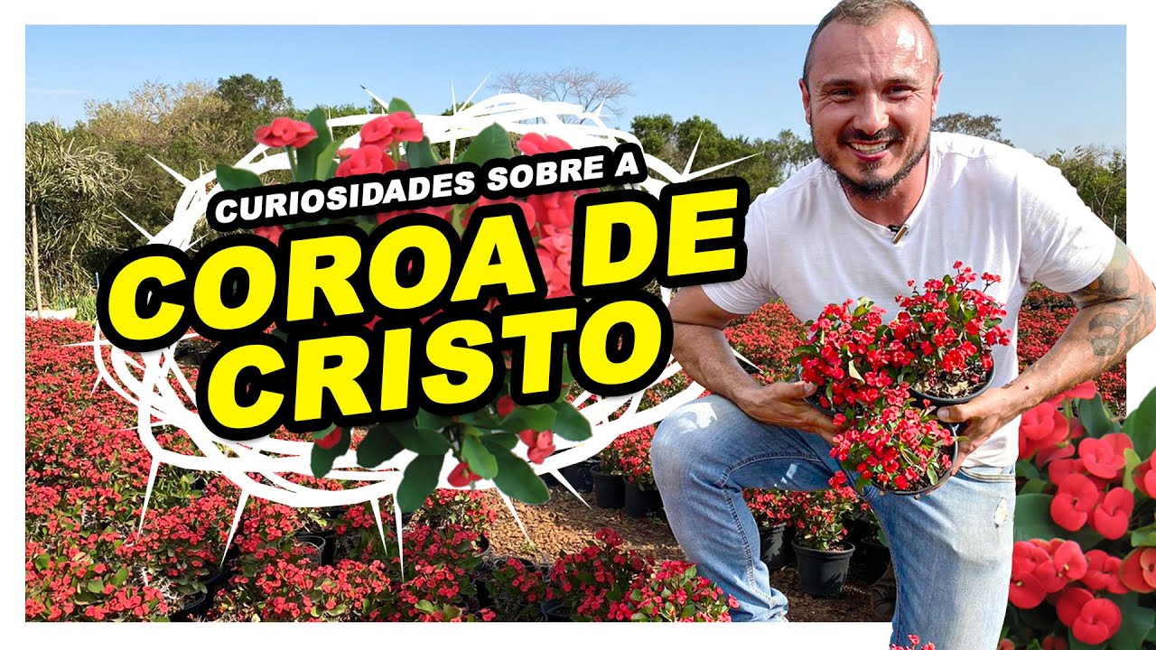 CURIOSIDADES SOBRE A COROA DE CRISTO