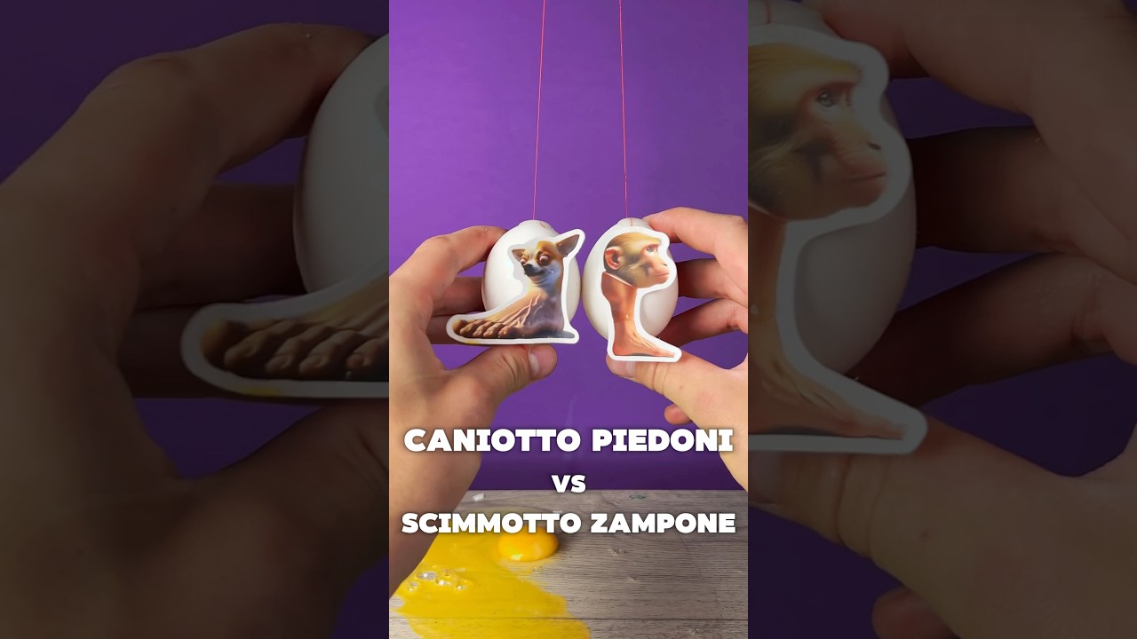 Caniotto Piedoni vs Scimmotto Zampone Egg Battle